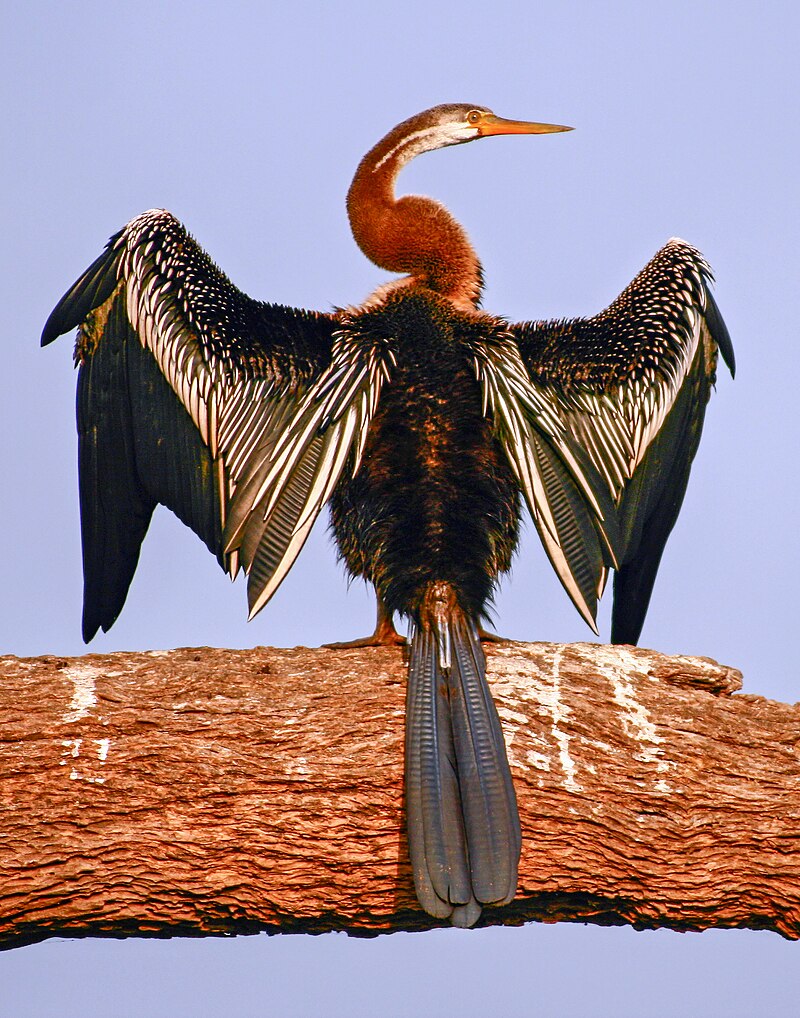 Oriental Darter (Anhinga melanogaster) photo