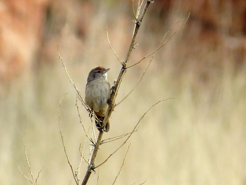 Spinifexbird (Poodytes carteri) photo