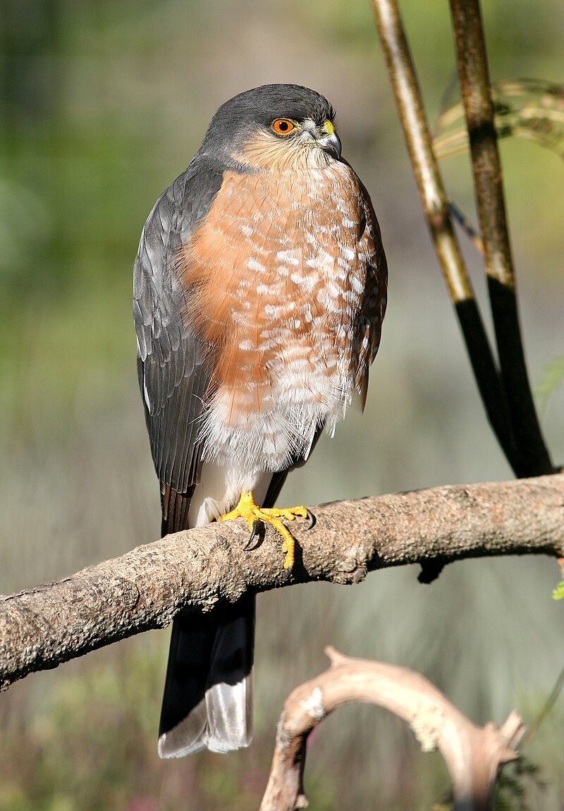 Sharp-shinned Hawk (Accipiter striatus) photo