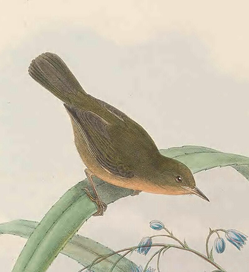 Olive Straightbill (Timeliopsis fulvigula) photo