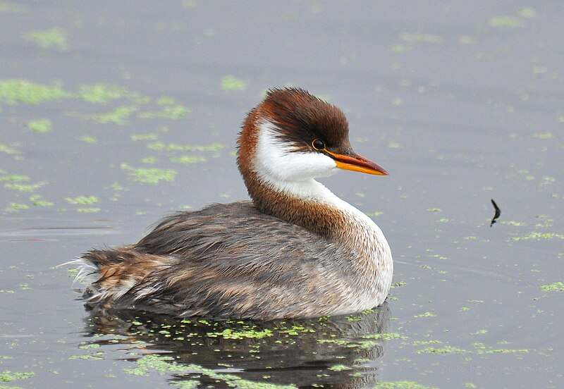 Titicaca Grebe (Rollandia microptera) photo