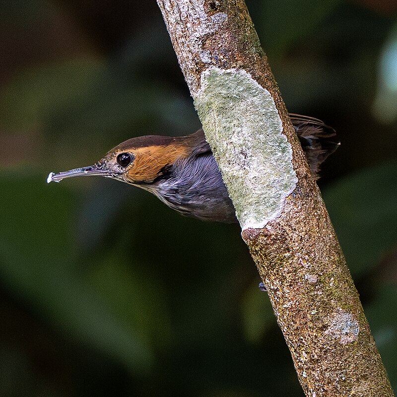 Tawny-faced Gnatwren (Microbates cinereiventris) photo