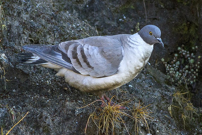 Snow Pigeon (Columba leuconota) photo