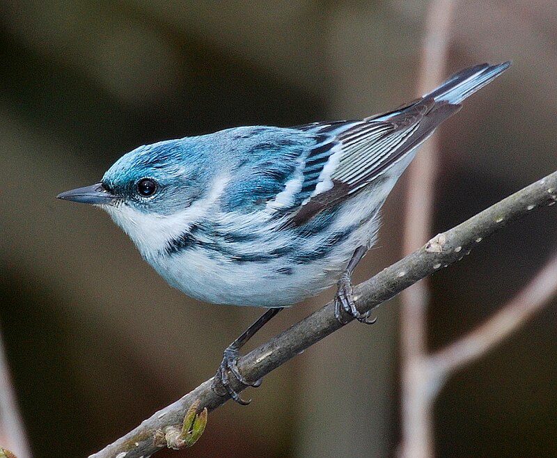 Cerulean Warbler (Setophaga cerulea) photo