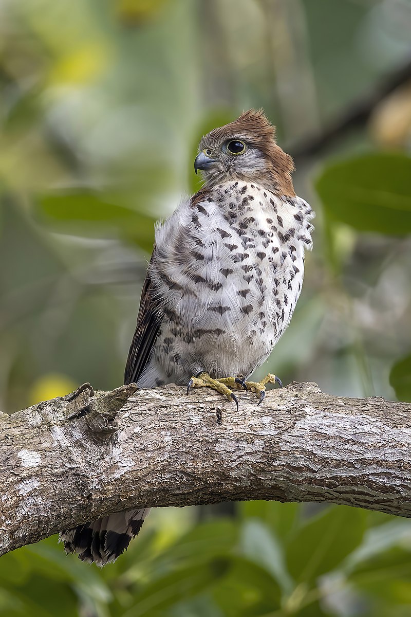 Mauritius Kestrel (Falco punctatus) photo