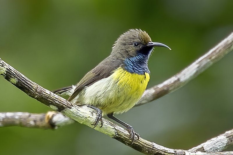 Newton's Sunbird (Anabathmis newtonii) photo