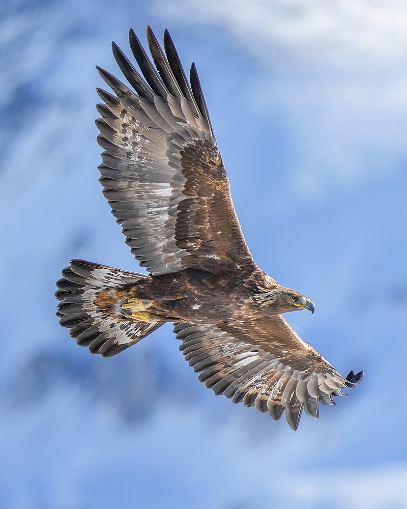 Golden Eagle (Aquila chrysaetos) photo