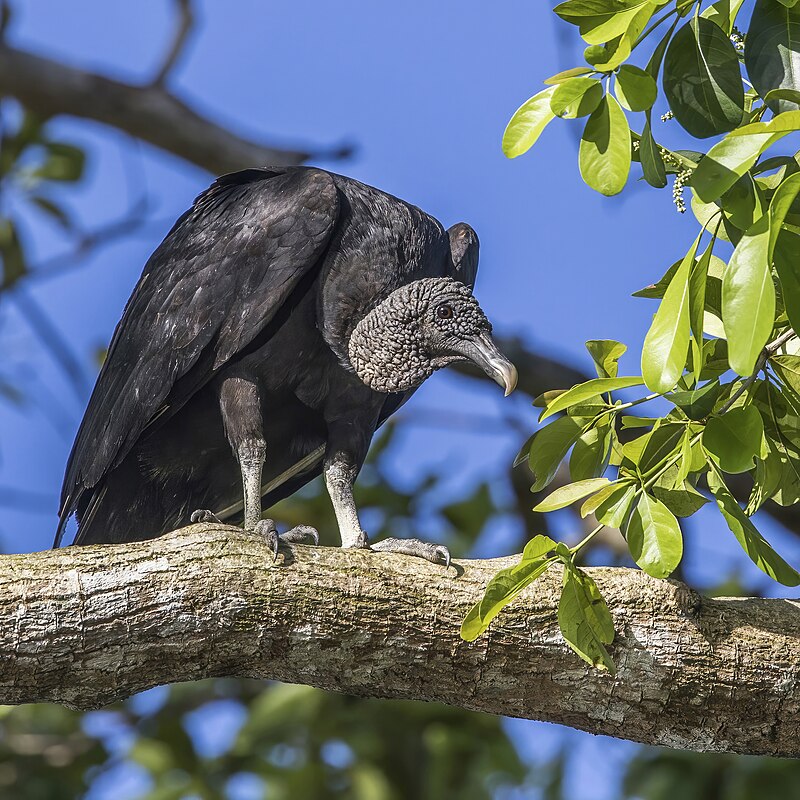 Black Vulture (Coragyps atratus) photo