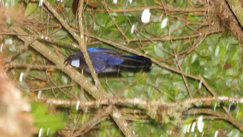 Silvery-throated Jay (Cyanolyca argentigula) photo