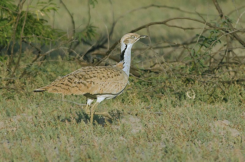 Asian Houbara (Chlamydotis macqueenii) photo