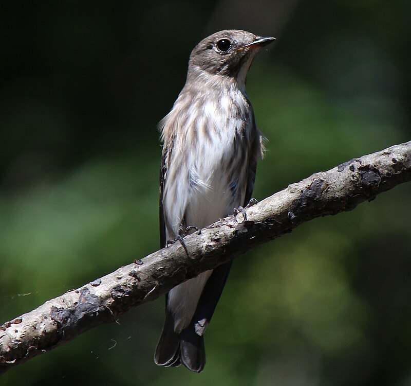 Gray-streaked Flycatcher (Muscicapa griseisticta) photo