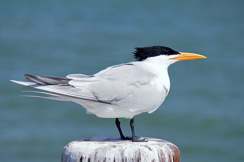 Royal Tern (Thalasseus maximus) photo