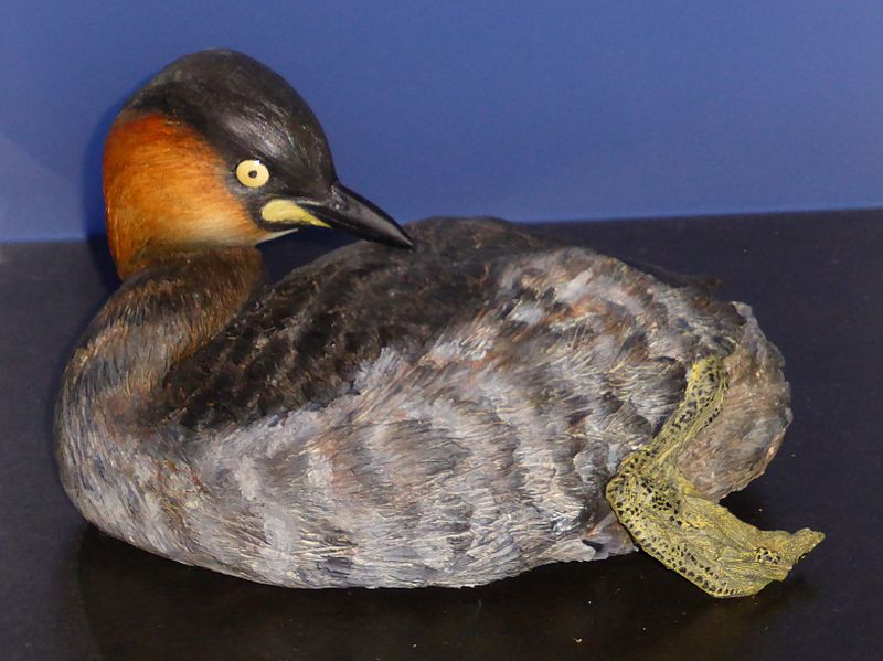 Alaotra Grebe (Tachybaptus rufolavatus) photo