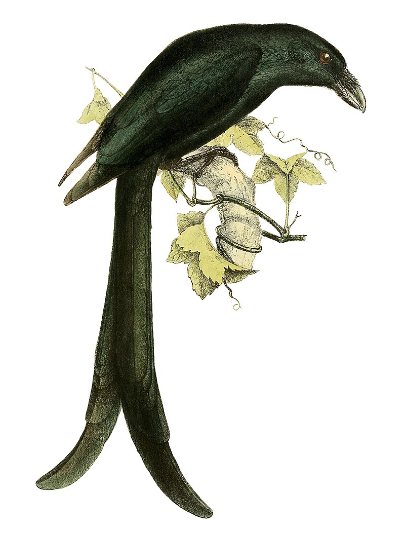 Mayotte Drongo (Dicrurus waldenii) photo