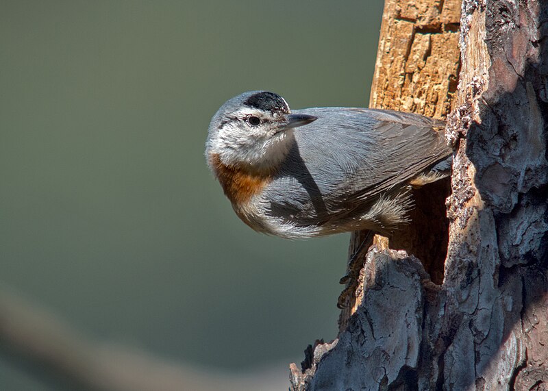 Krüper's Nuthatch (Sitta krueperi) photo