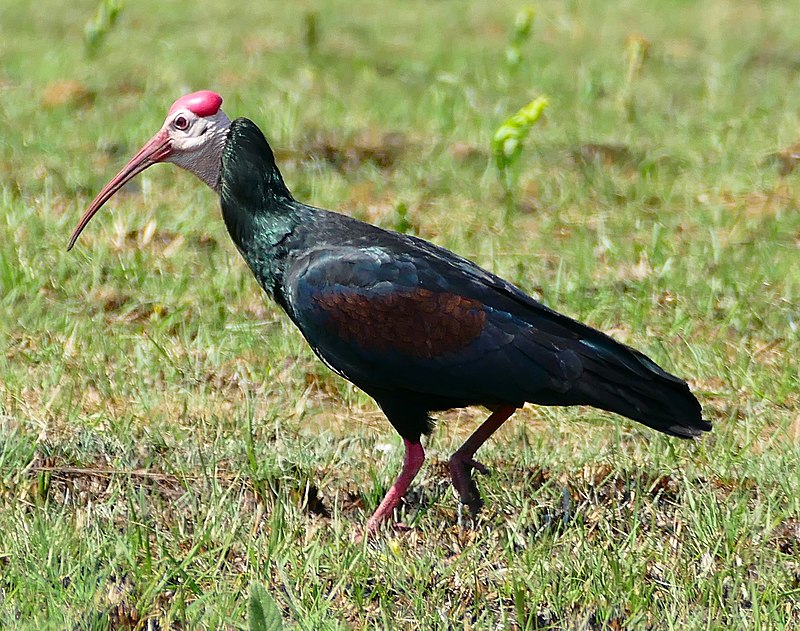 Southern Bald Ibis (Geronticus calvus) photo