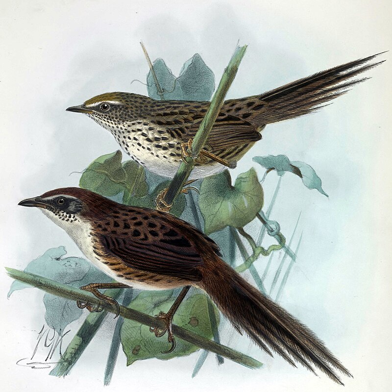 Chatham Islands Fernbird (Poodytes rufescens) photo