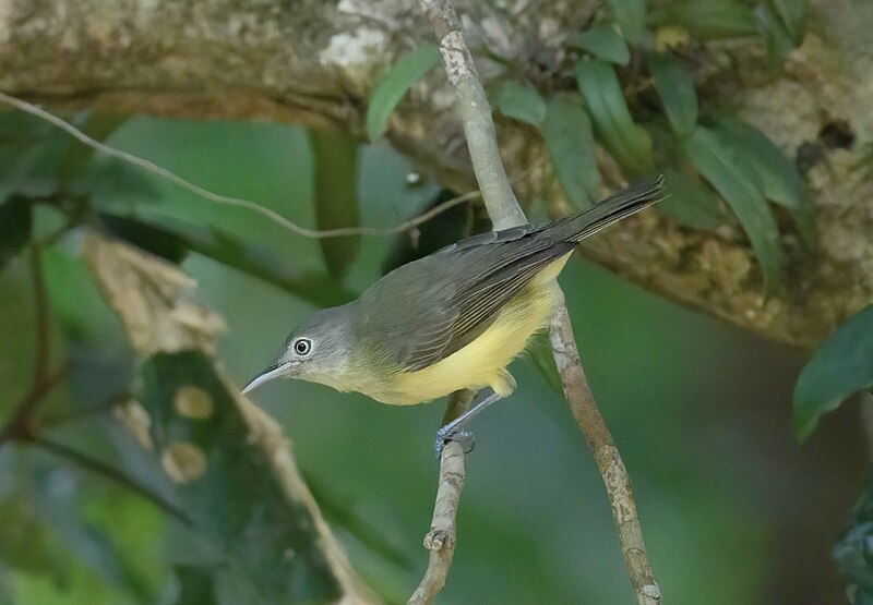 Green-backed Honeyeater (Glycichaera fallax) photo