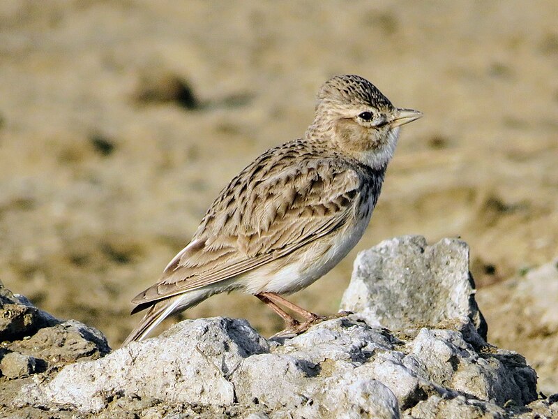 Sand Lark (Alaudala raytal) photo