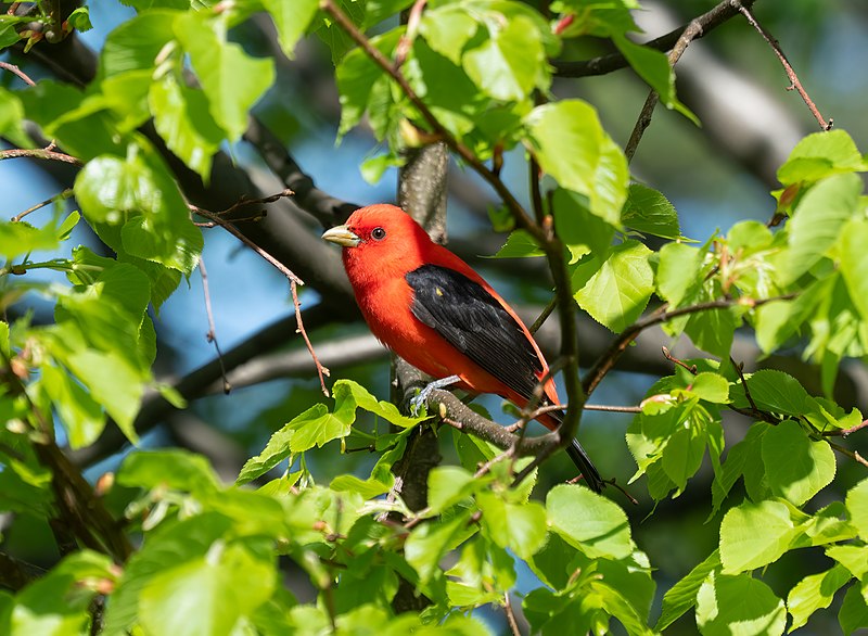 Scarlet Tanager (Piranga olivacea) photo