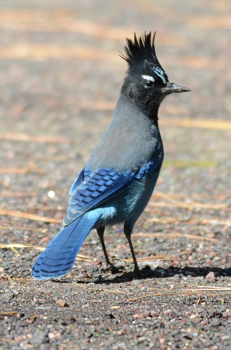 Steller's Jay (Cyanocitta stelleri) photo