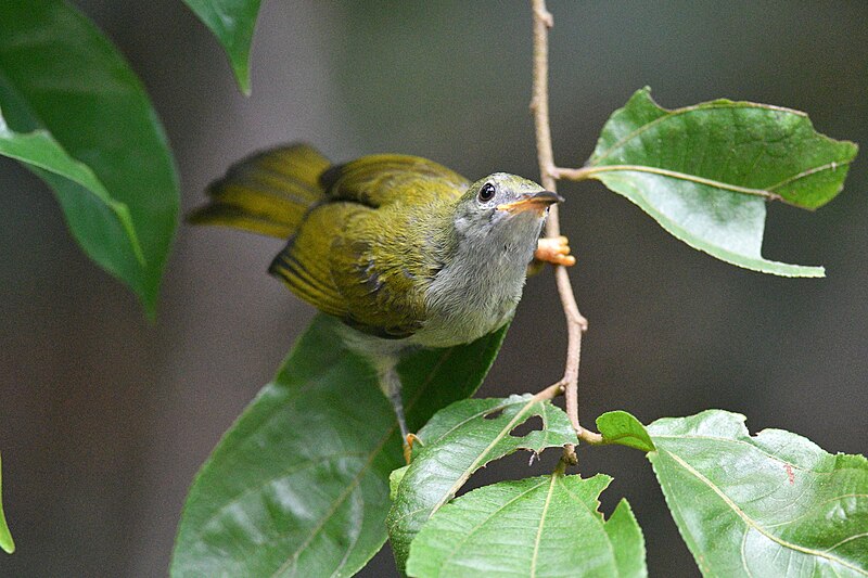 Plain Sunbird (Anthreptes simplex) photo