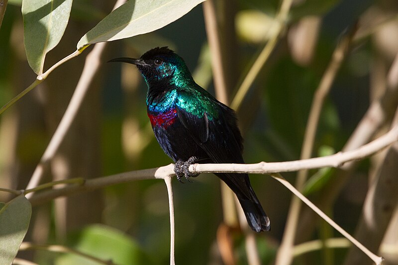 Arabian Sunbird (Cinnyris hellmayri) photo