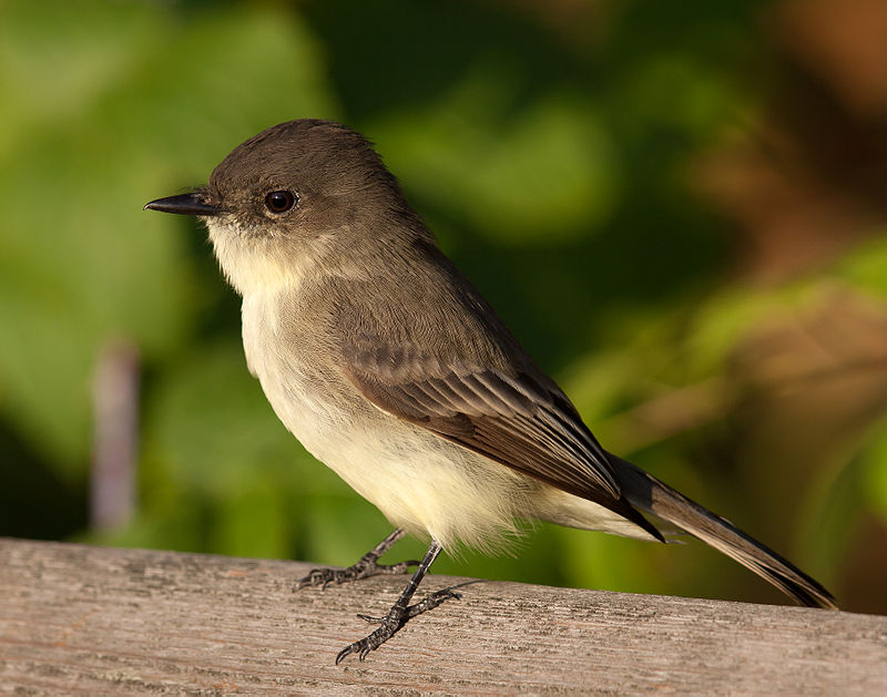 Eastern Phoebe (Sayornis phoebe) photo