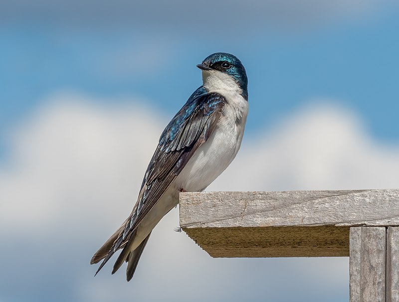 Tree Swallow (Tachycineta bicolor) photo