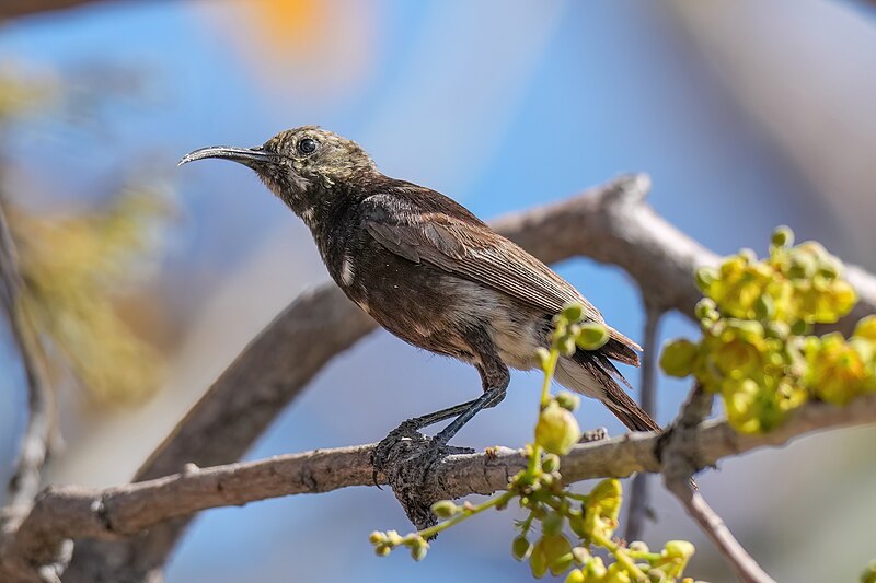 Dusky Sunbird (Cinnyris fuscus) photo