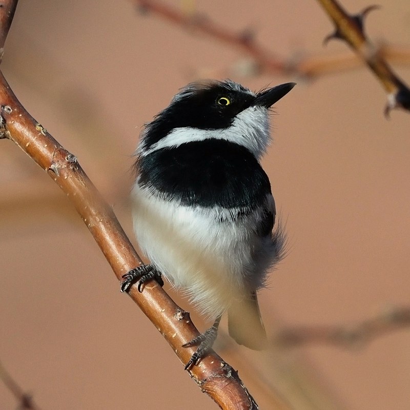 Pririt Batis (Batis pririt) photo