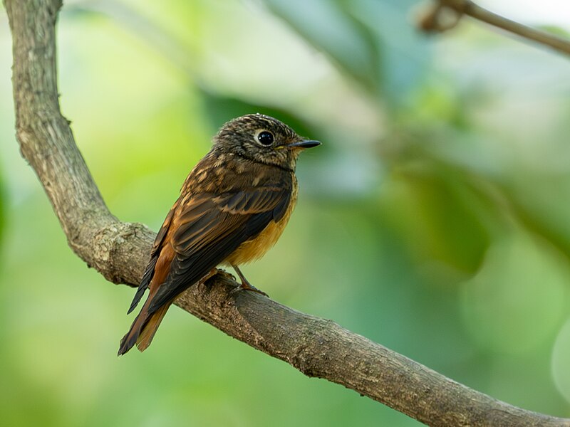 Ferruginous Flycatcher (Muscicapa ferruginea) photo