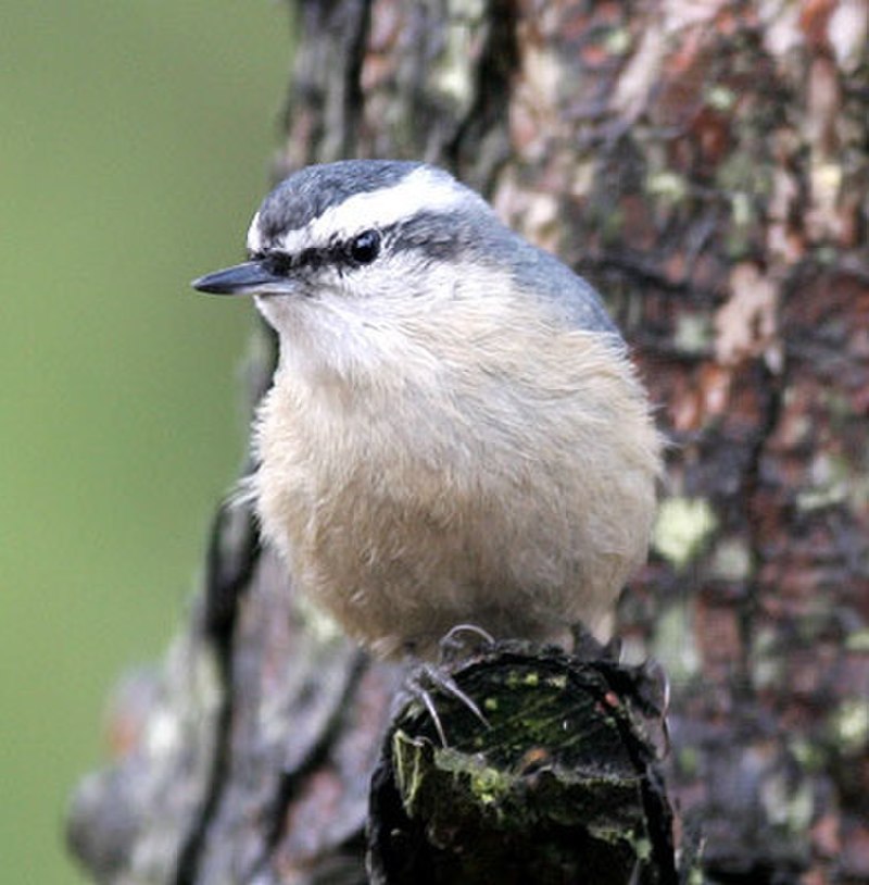 Snowy-browed Nuthatch (Sitta villosa) photo