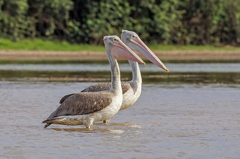 Spot-billed Pelican (Pelecanus philippensis) photo