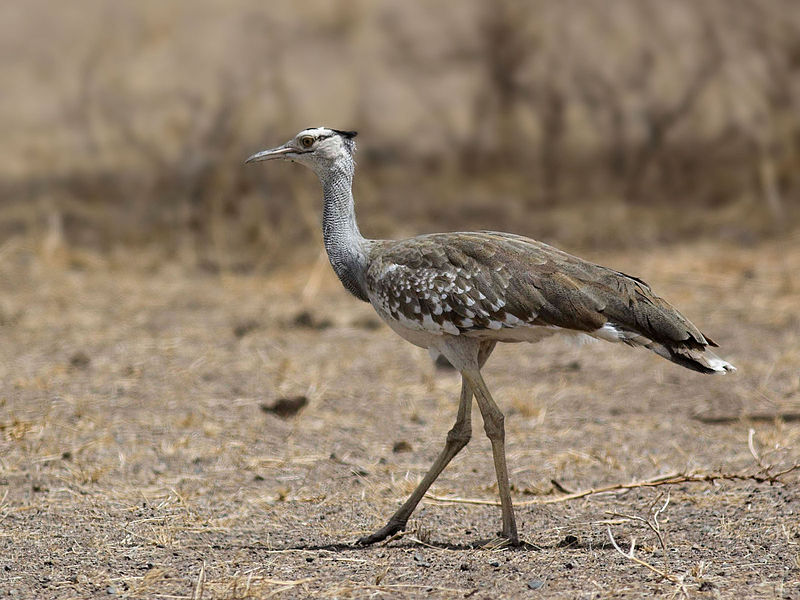Arabian Bustard (Ardeotis arabs) photo