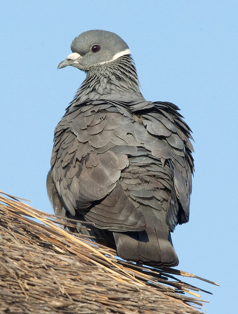 White-collared Pigeon (Columba albitorques) photo