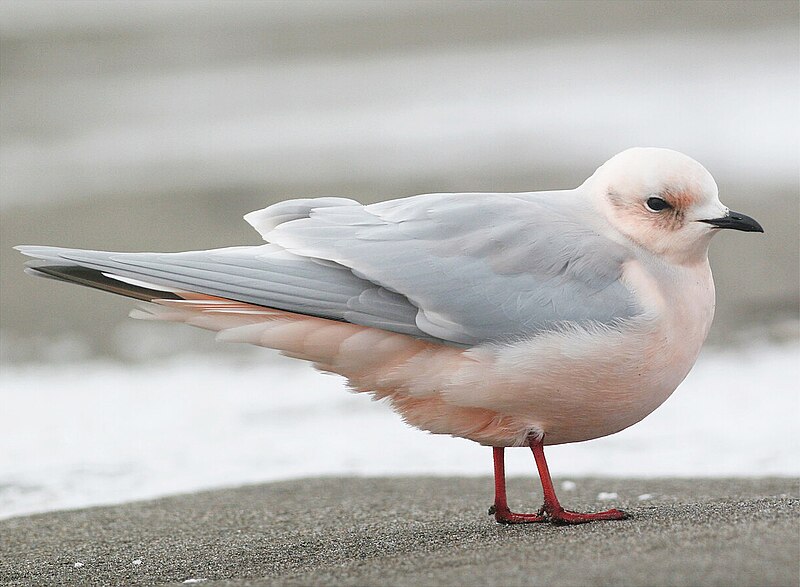 Ross's Gull (Rhodostethia rosea) photo