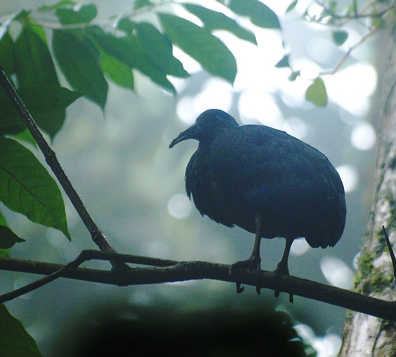 Sao Tome Ibis (Bostrychia bocagei) photo