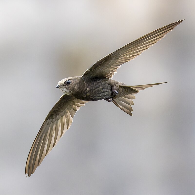 Common Swift (Apus apus) photo