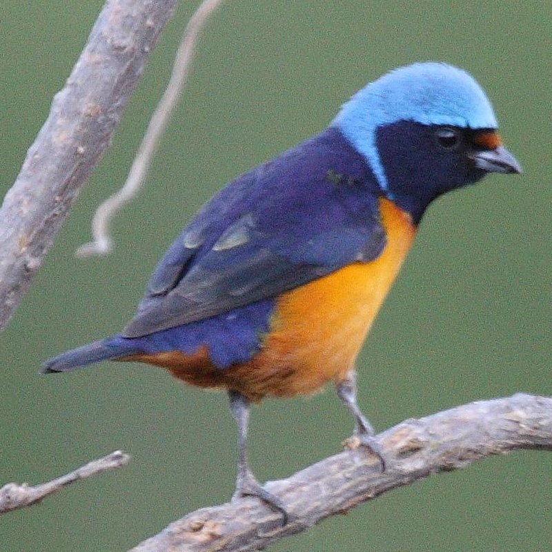 Elegant Euphonia (Chlorophonia elegantissima) photo
