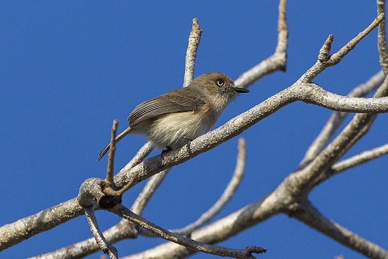 Archbold's Newtonia (Newtonia archboldi) photo