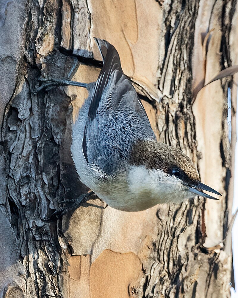 Brown-headed Nuthatch (Sitta pusilla) photo