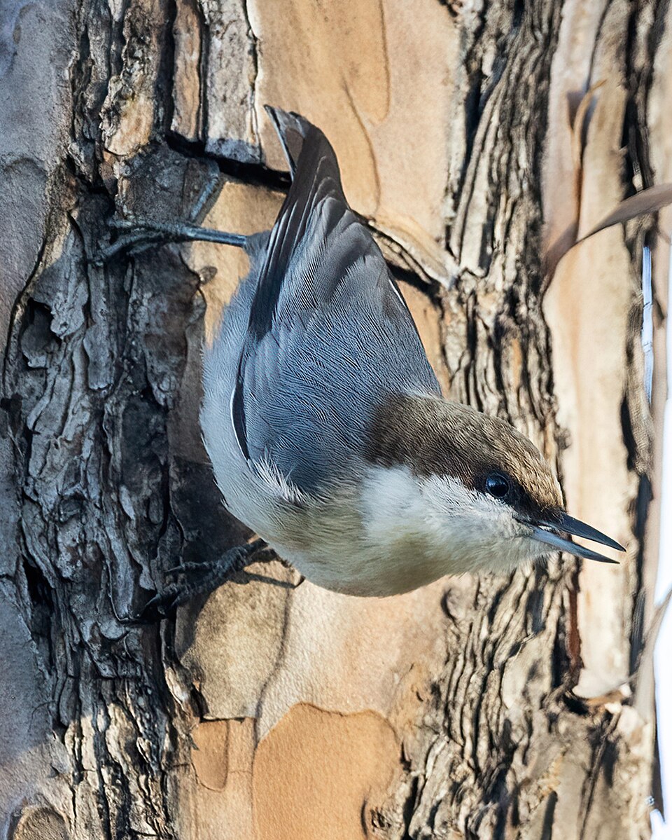 Brown-headed Nuthatch (Sitta pusilla)