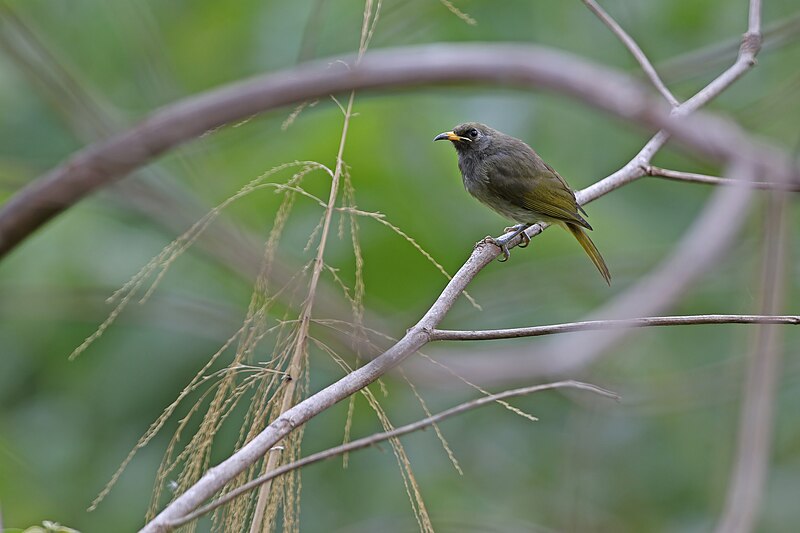 Buru Honeyeater (Lichmera deningeri) photo