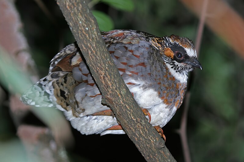 Sichuan Partridge (Arborophila rufipectus) photo