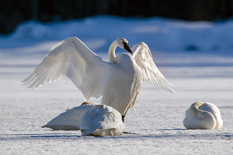 Trumpeter Swan (Cygnus buccinator) photo