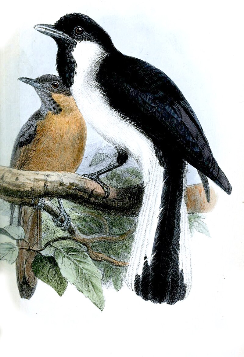 Buru Monarch (Symposiachrus loricatus) photo