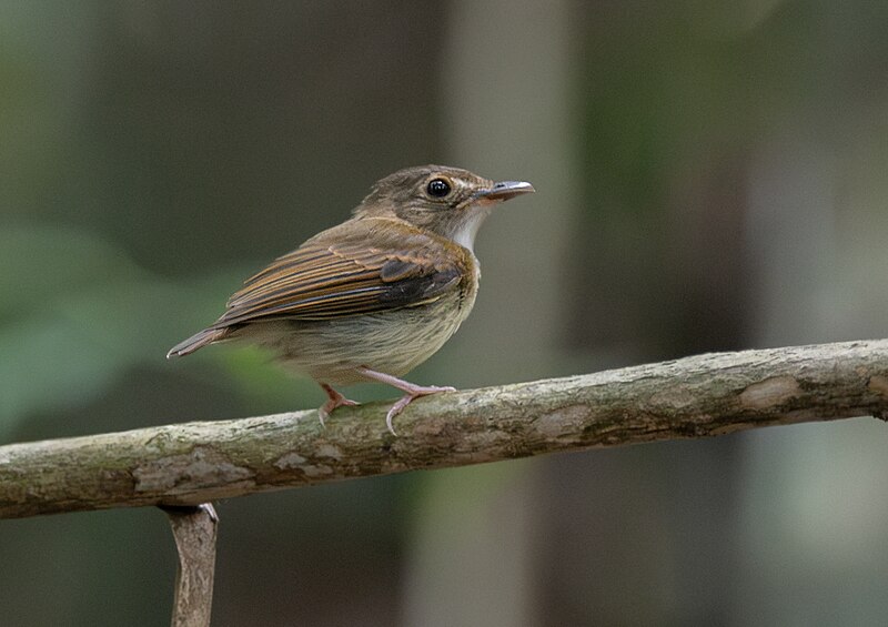 Cinnamon-crested Spadebill (Platyrinchus saturatus) photo