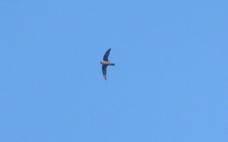 Rothschild's Swift (Cypseloides rothschildi) photo