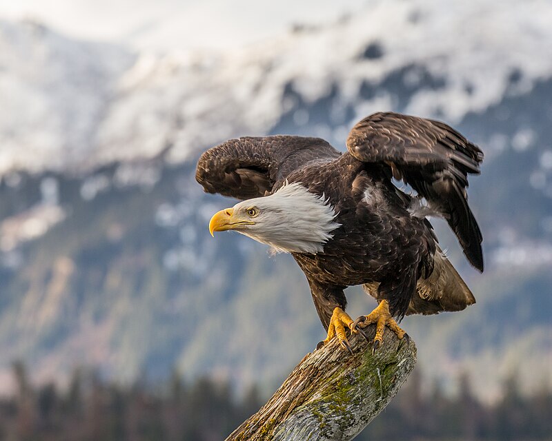Bald Eagle (Haliaeetus leucocephalus) photo